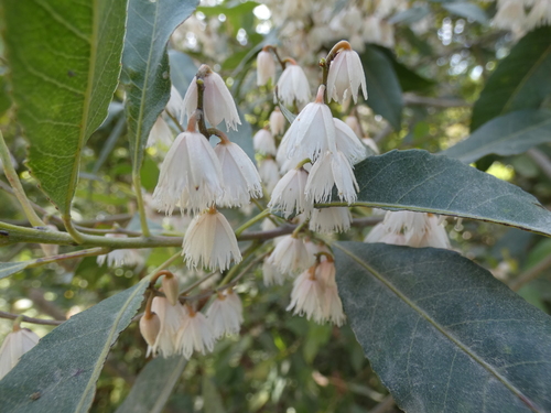 Elaeocarpus reticulatus