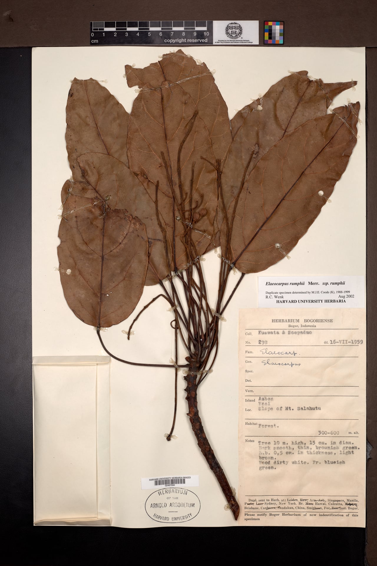 Elaeocarpus rumphii — photo