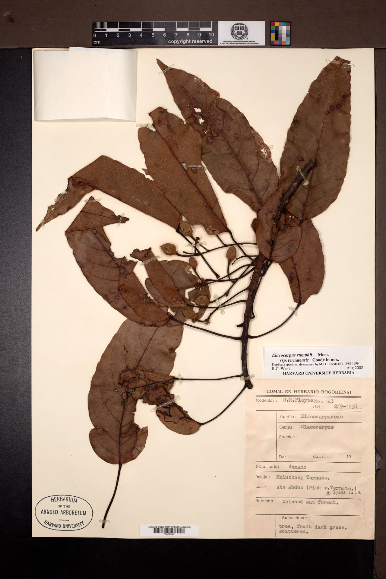 Elaeocarpus rumphii — photo
