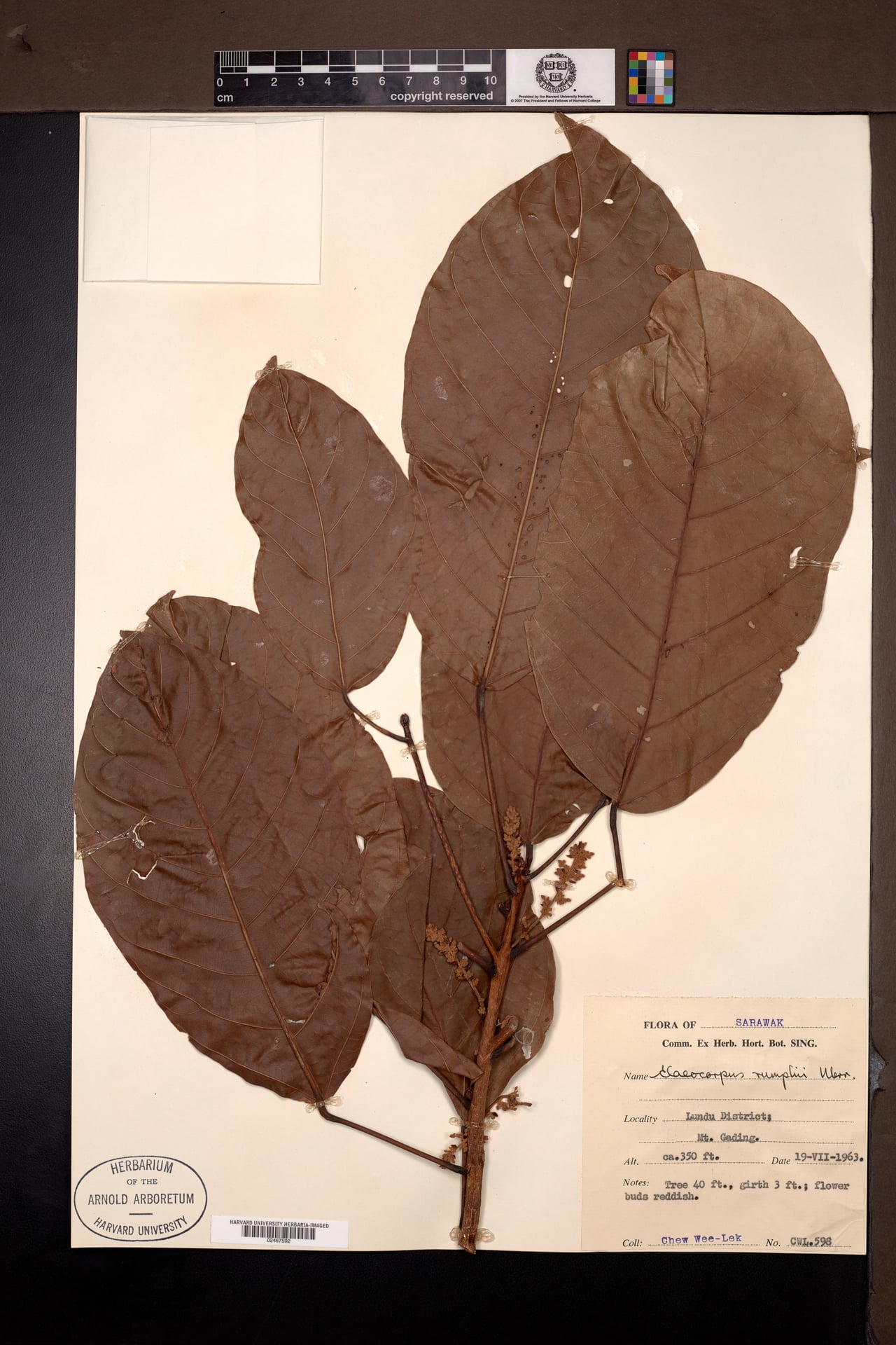 Elaeocarpus rumphii