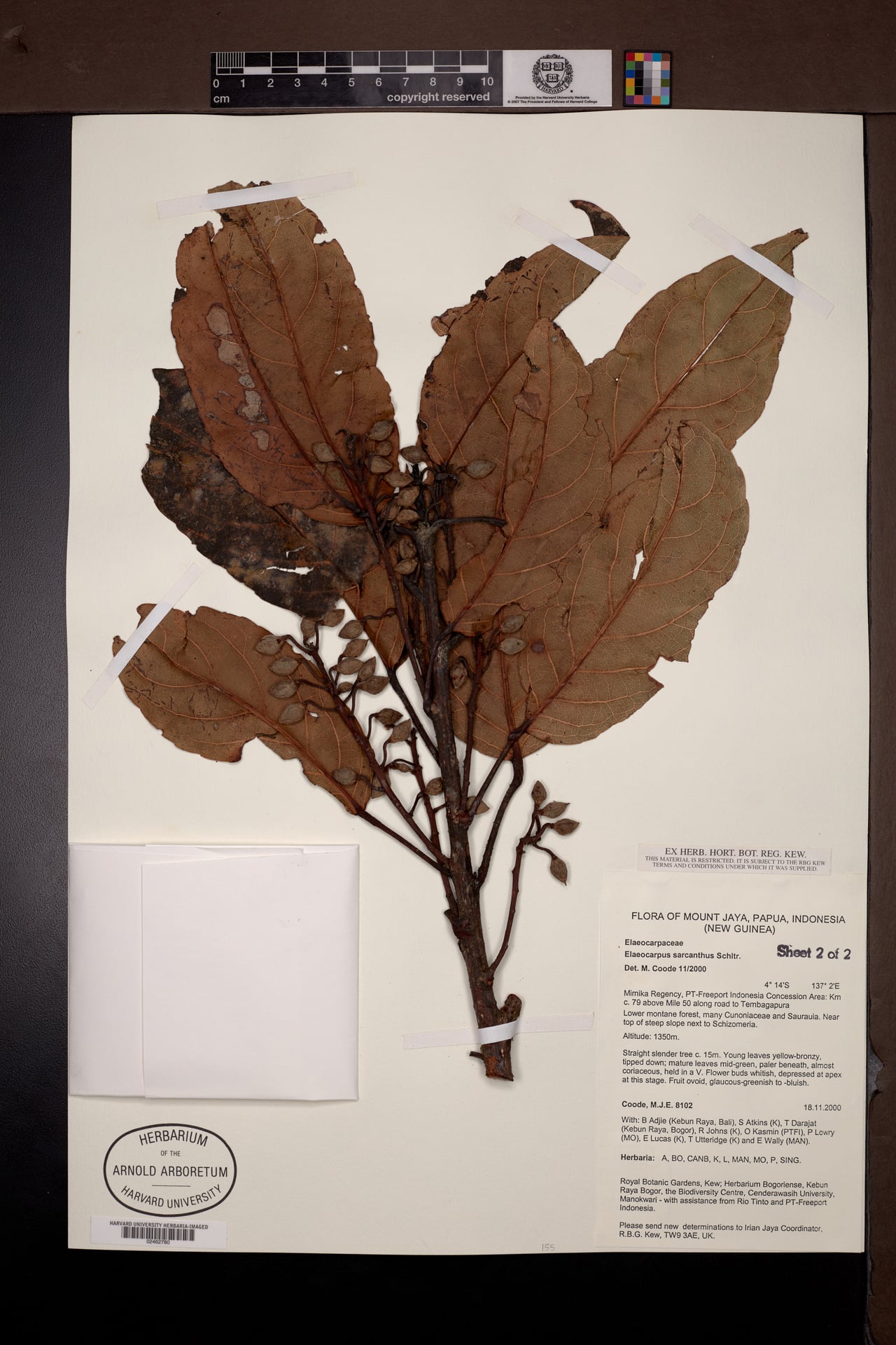 Elaeocarpus sarcanthus — photo