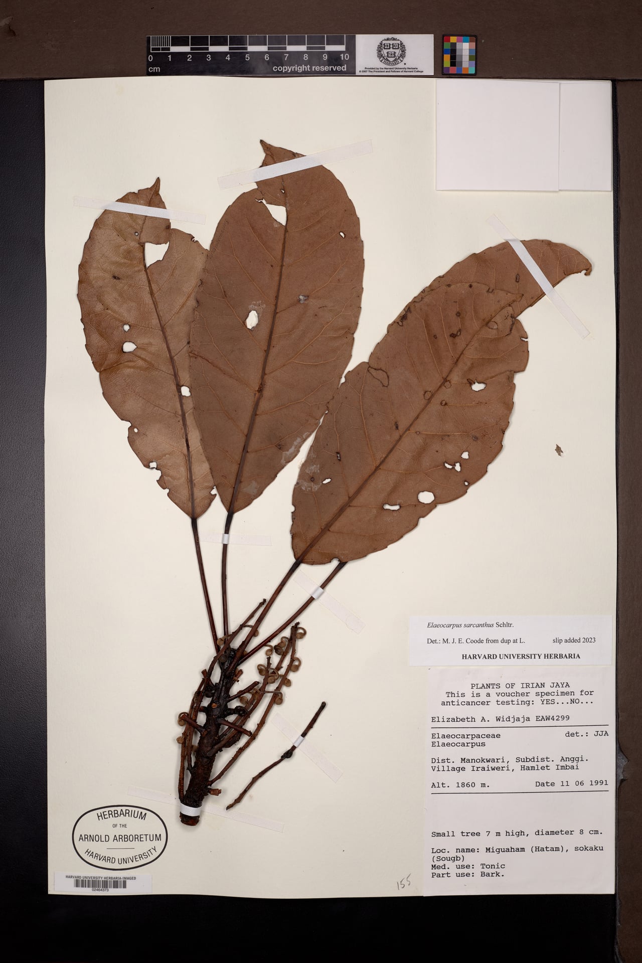 Elaeocarpus sarcanthus — photo