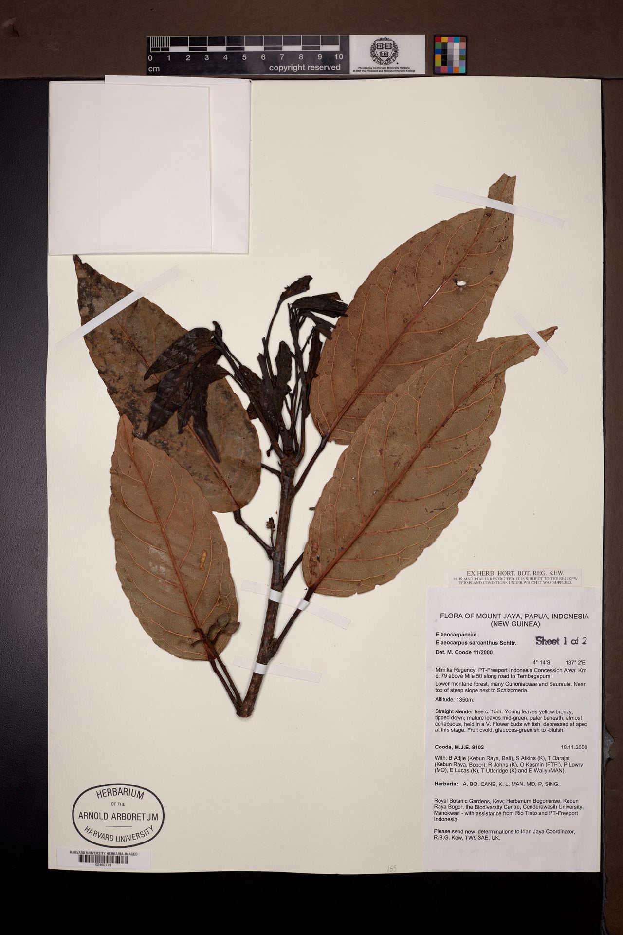 Elaeocarpus sarcanthus