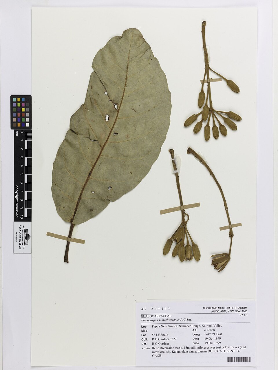 Elaeocarpus schlechterianus — photo
