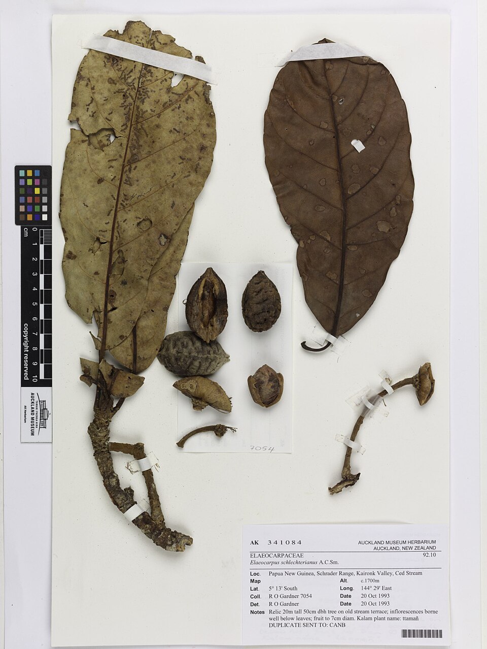 Elaeocarpus schlechterianus