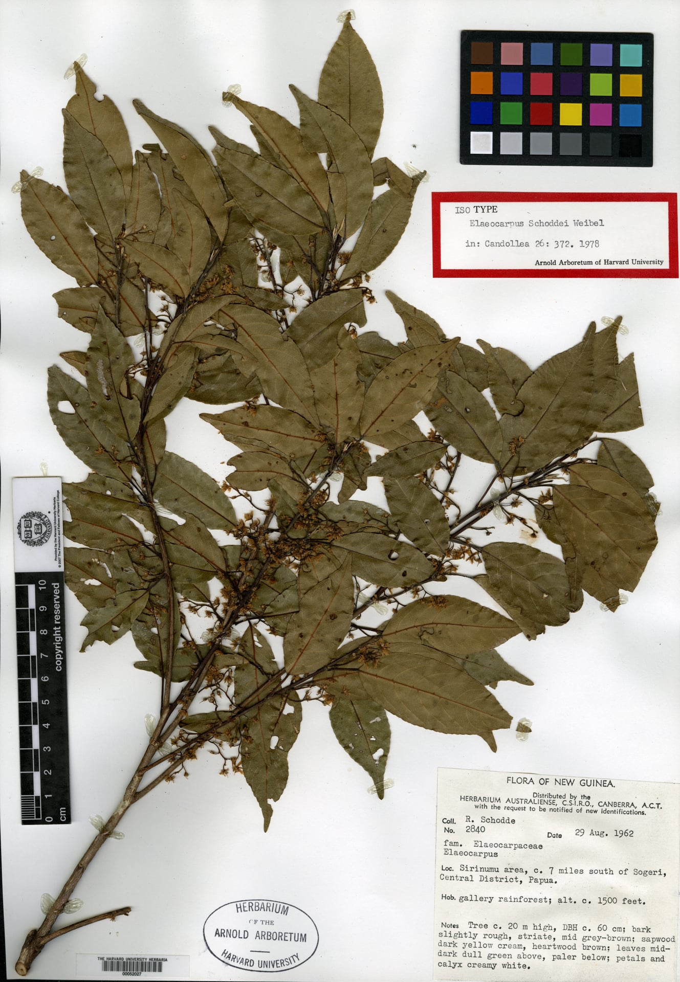 Elaeocarpus schoddei — photo