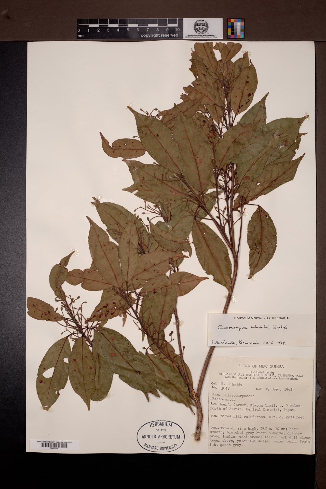 Elaeocarpus schoddei — photo