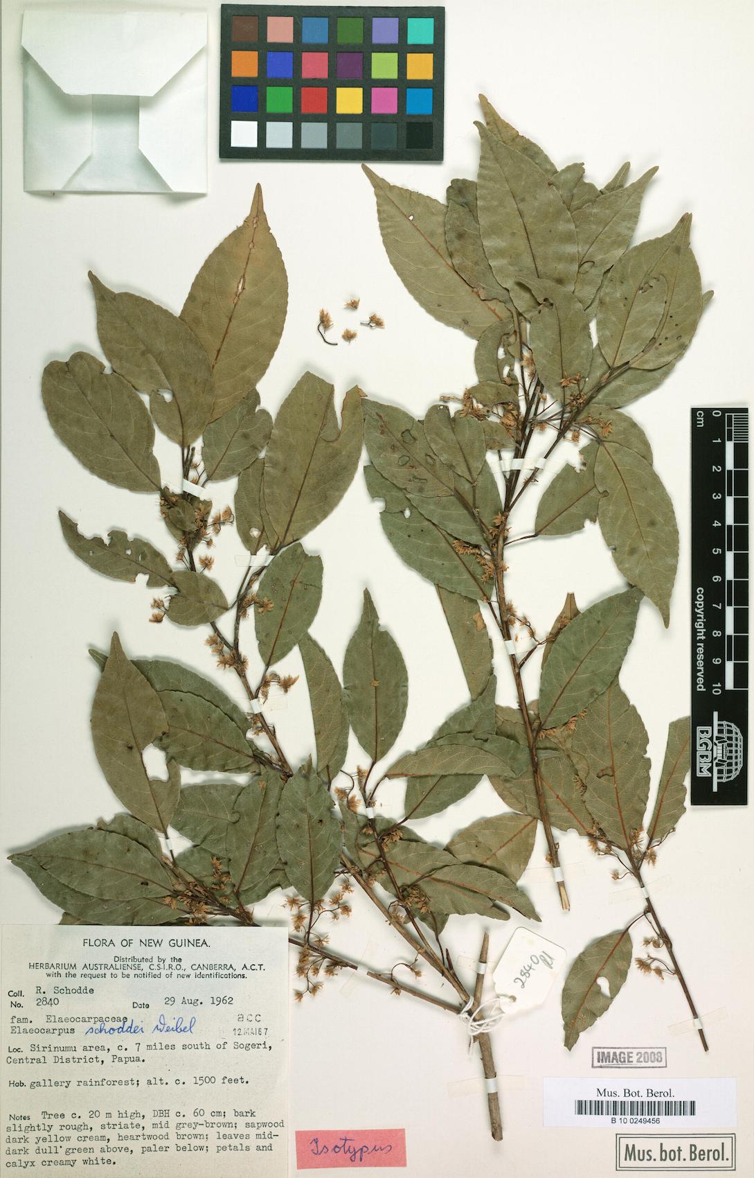 Elaeocarpus schoddei