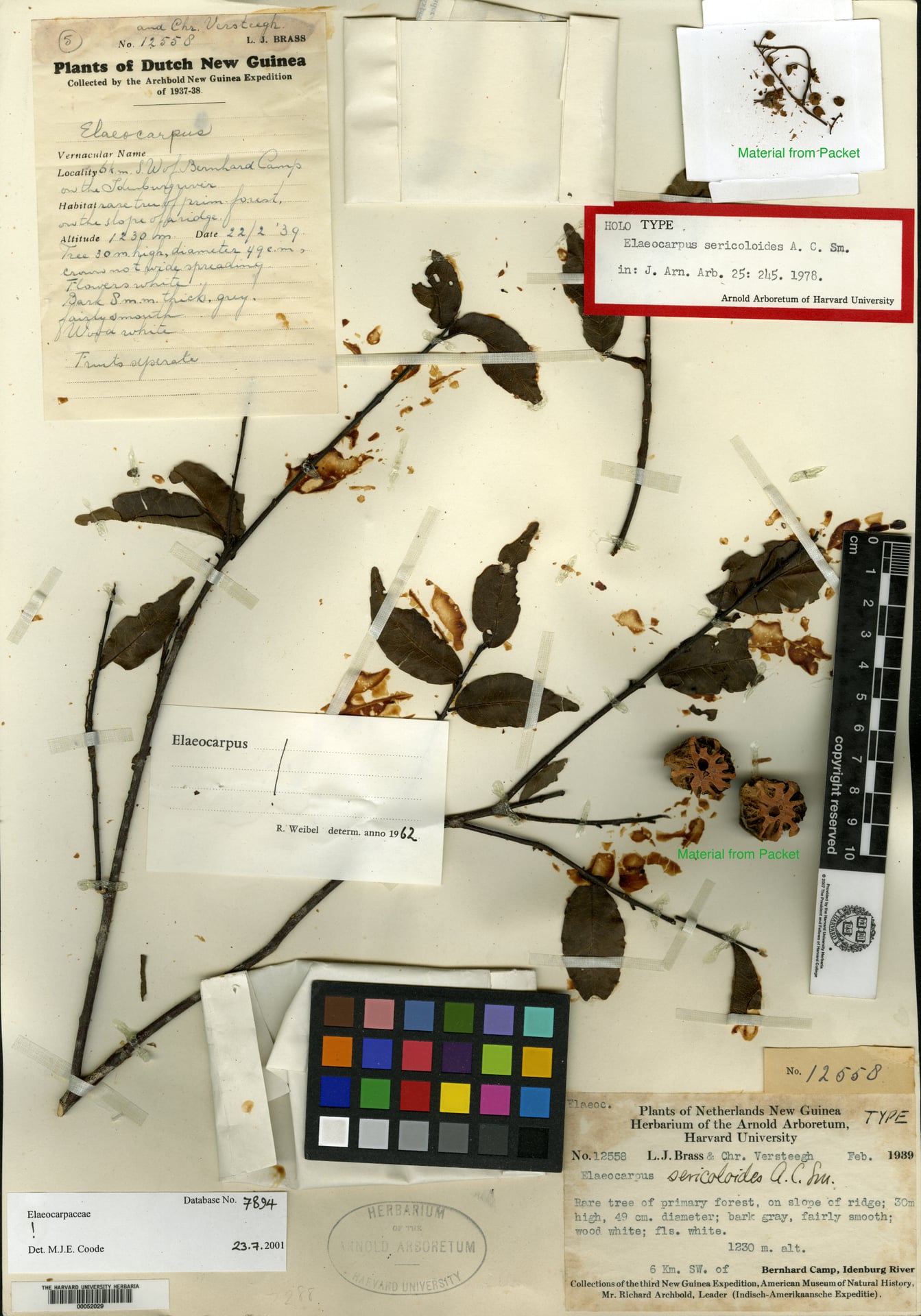 Elaeocarpus sericoloides — photo