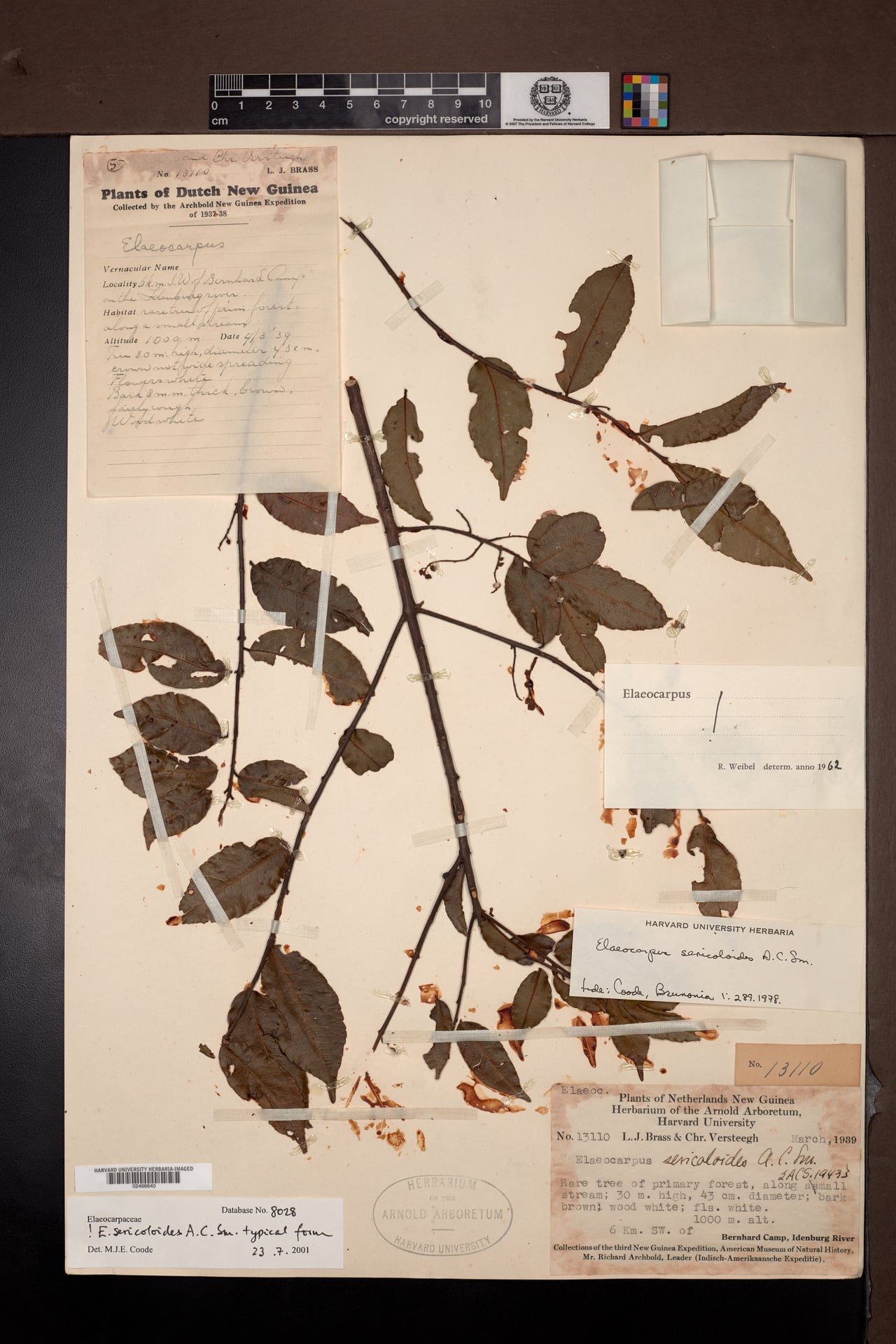 Elaeocarpus sericoloides — photo