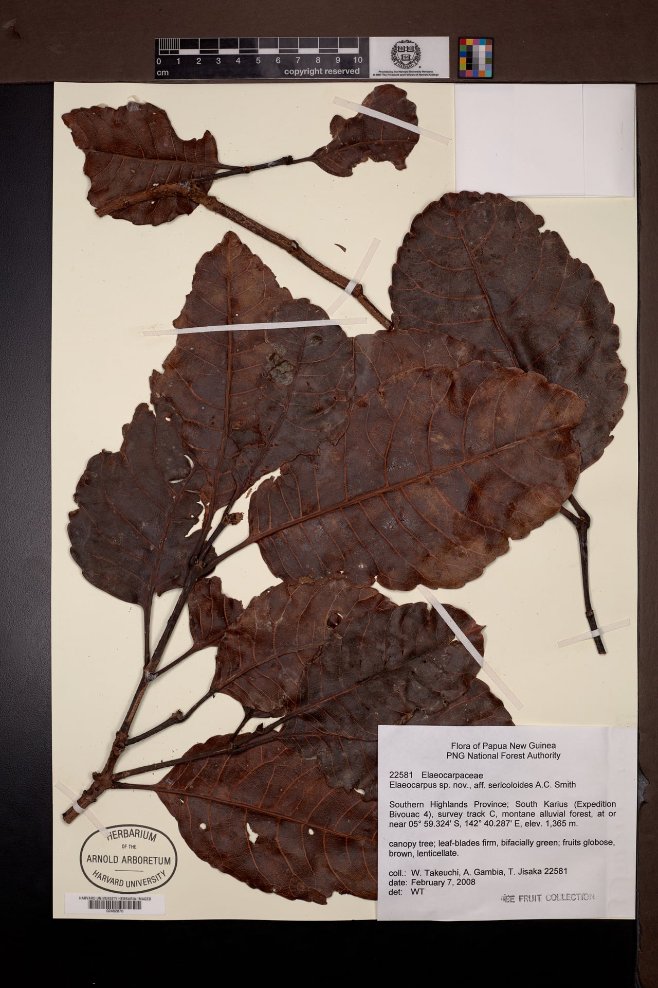 Elaeocarpus sericoloides
