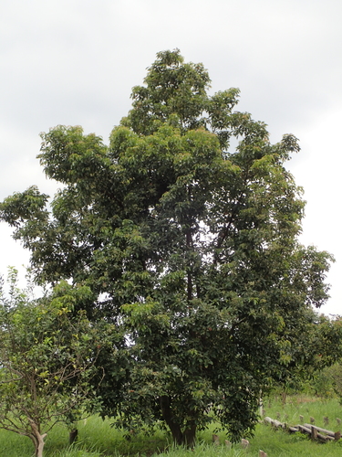 Elaeocarpus serratus (Ceylon-olive) — photo