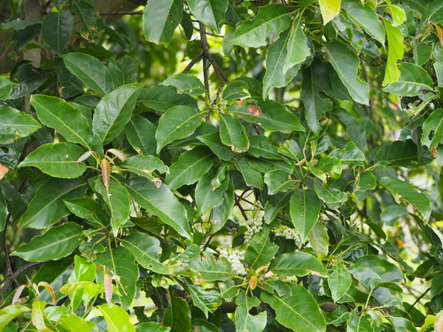 Elaeocarpus serratus (Ceylon-olive) — photo