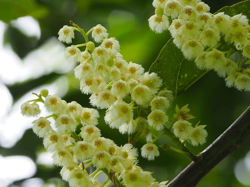Elaeocarpus serratus