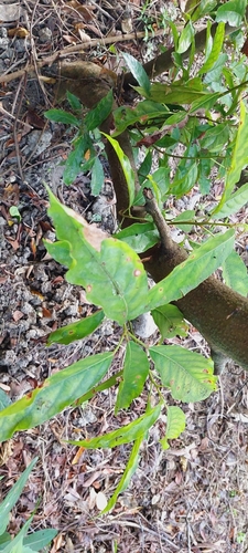Elaeocarpus sphaericus (Bead tree) — photo