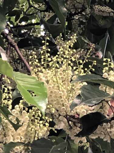 Elaeocarpus sphaericus var. hayatae — photo