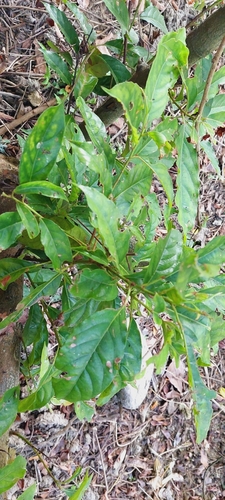 Elaeocarpus sphaericus