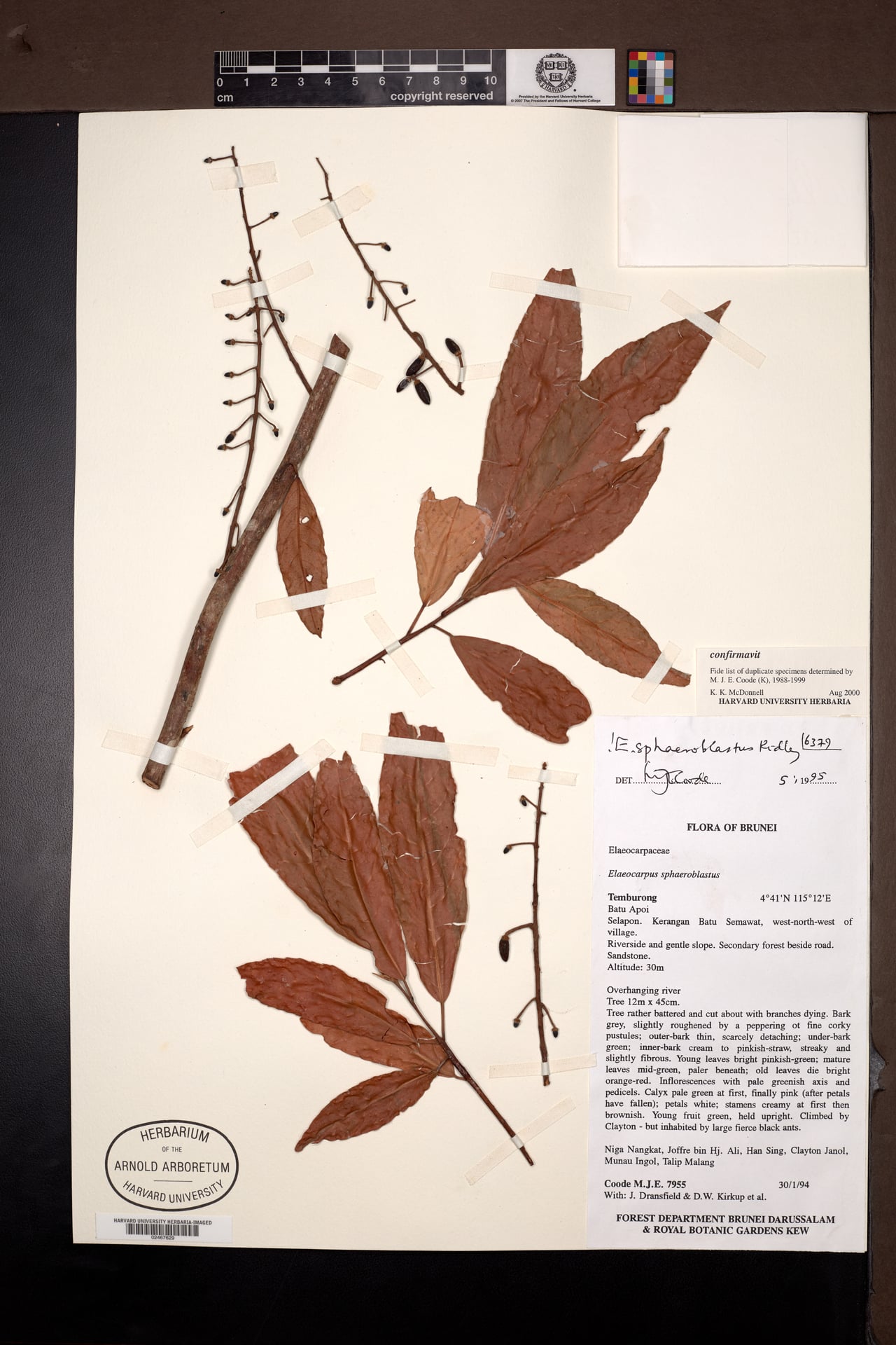 Elaeocarpus sphaeroblastus (Tamang) — photo