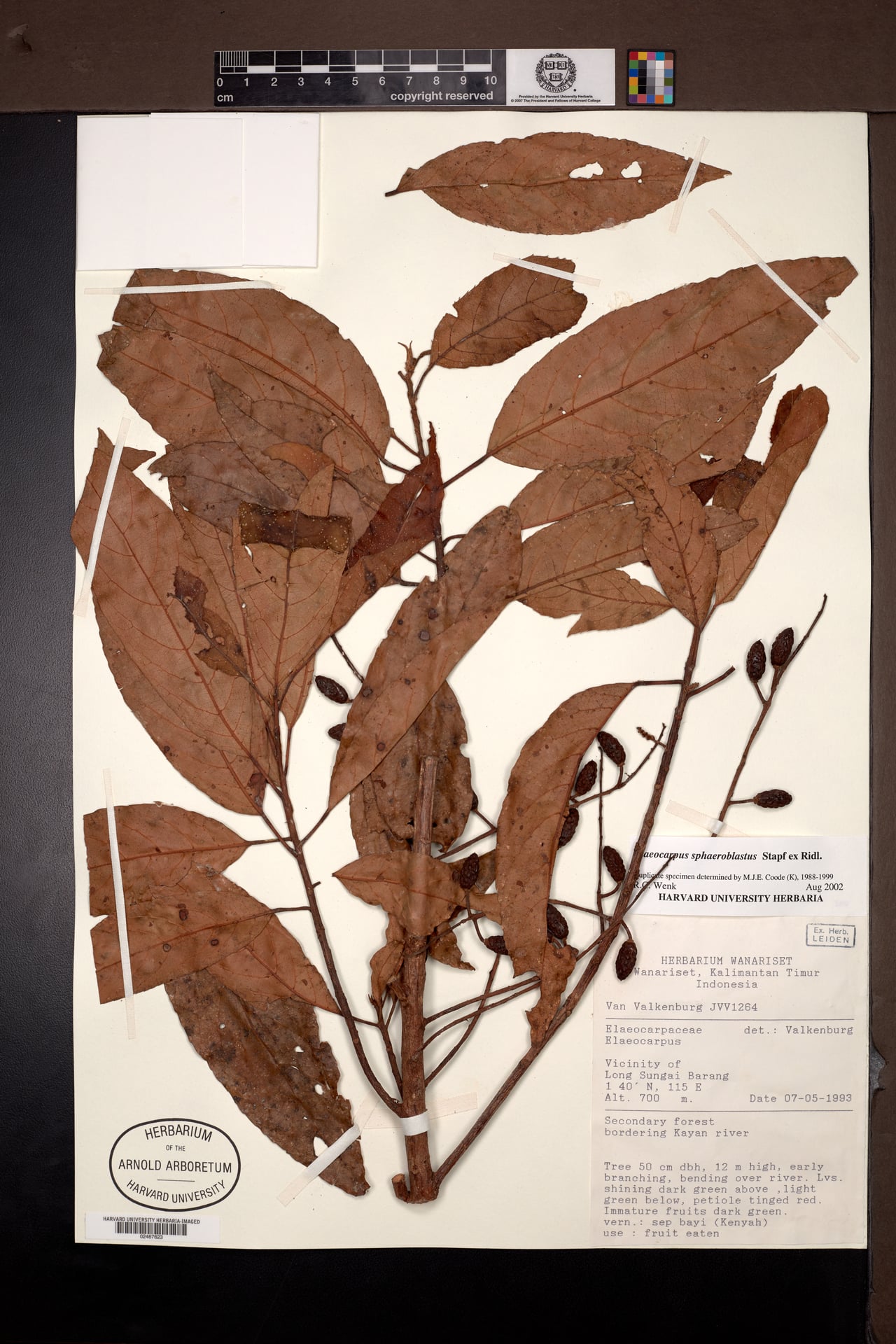 Elaeocarpus sphaeroblastus (Tamang) — photo