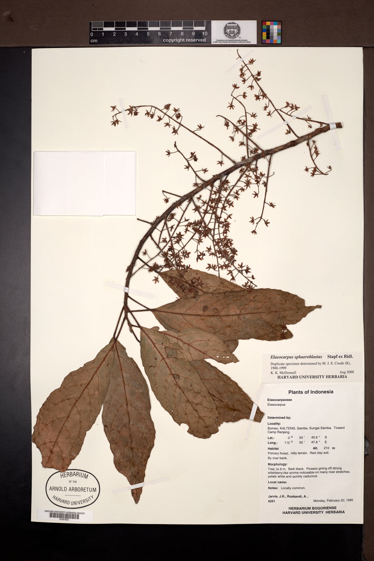Elaeocarpus sphaeroblastus