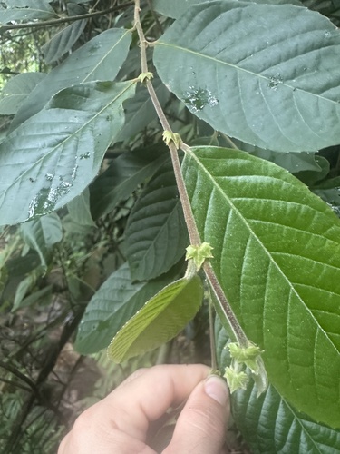 Elaeocarpus stipularis — photo