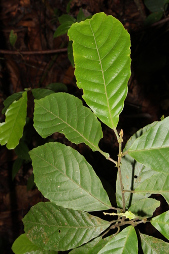 Elaeocarpus stipularis
