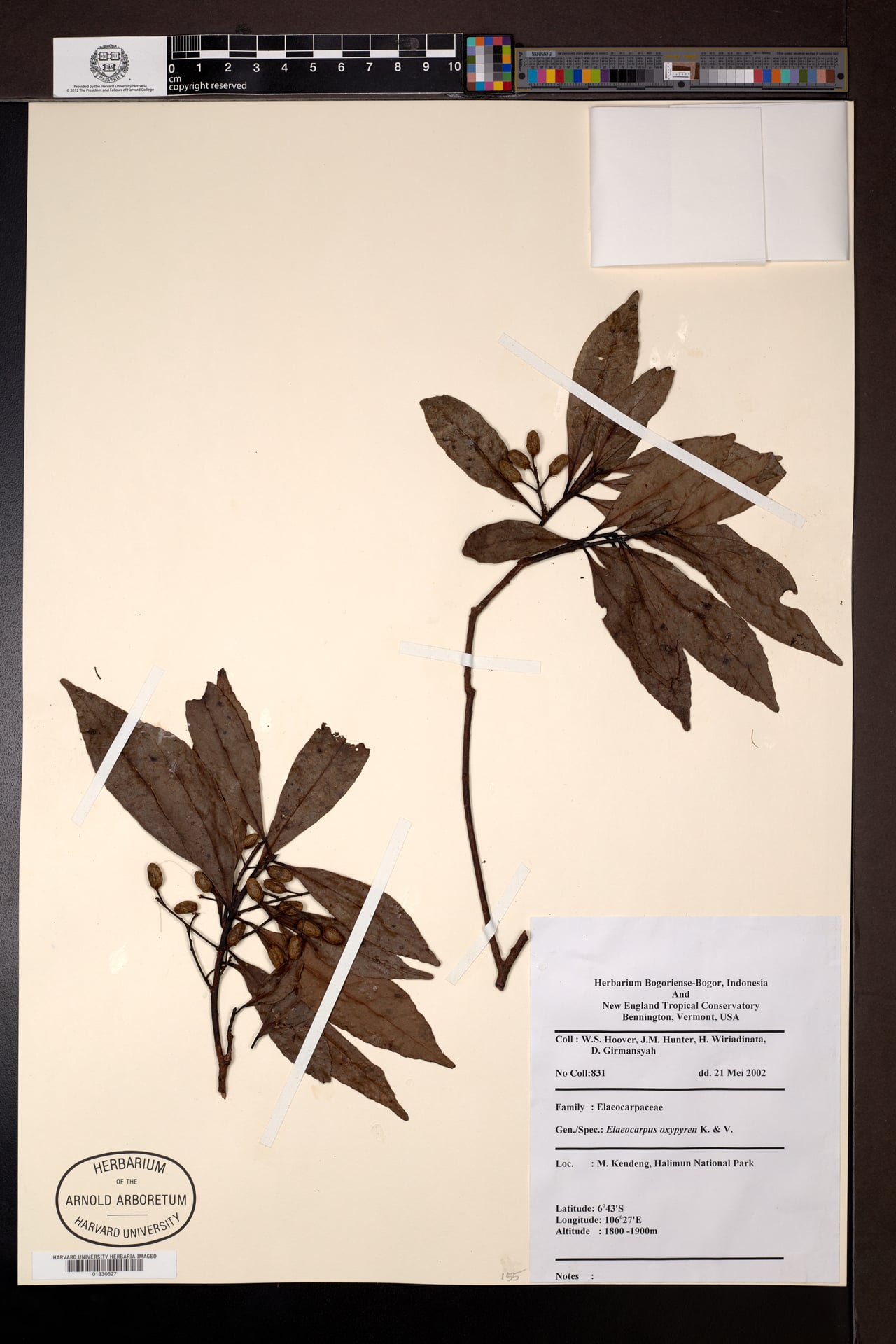 Elaeocarpus submonoceras — photo