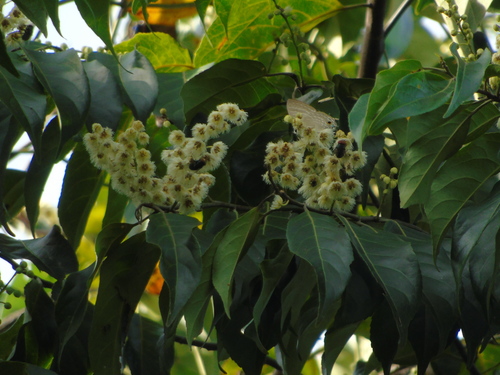 Elaeocarpus submonoceras