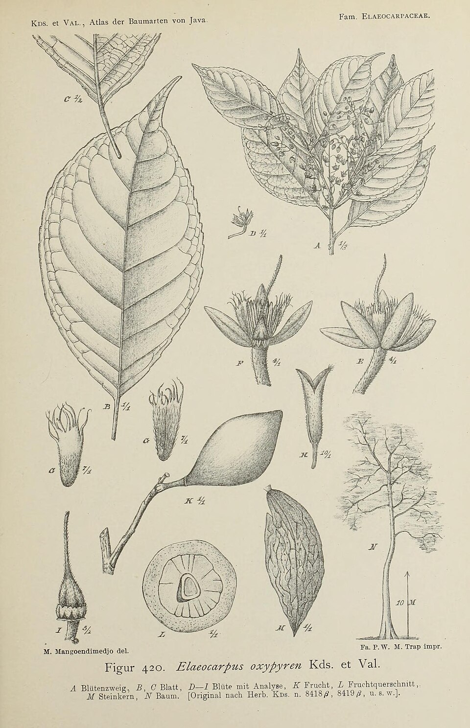 Elaeocarpus submonoceras — photo