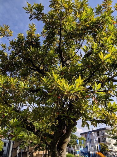 Elaeocarpus sylvestris (Yeung Shi Ue Shue) — photo