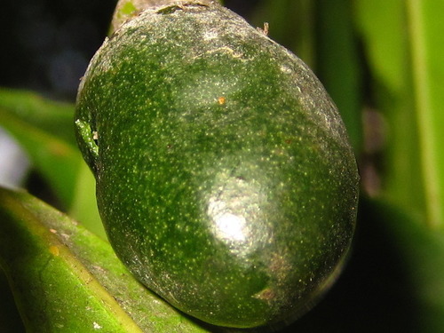 Elaeocarpus sylvestris (Yeung Shi Ue Shue) — photo