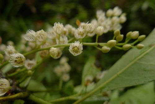 Elaeocarpus sylvestris
