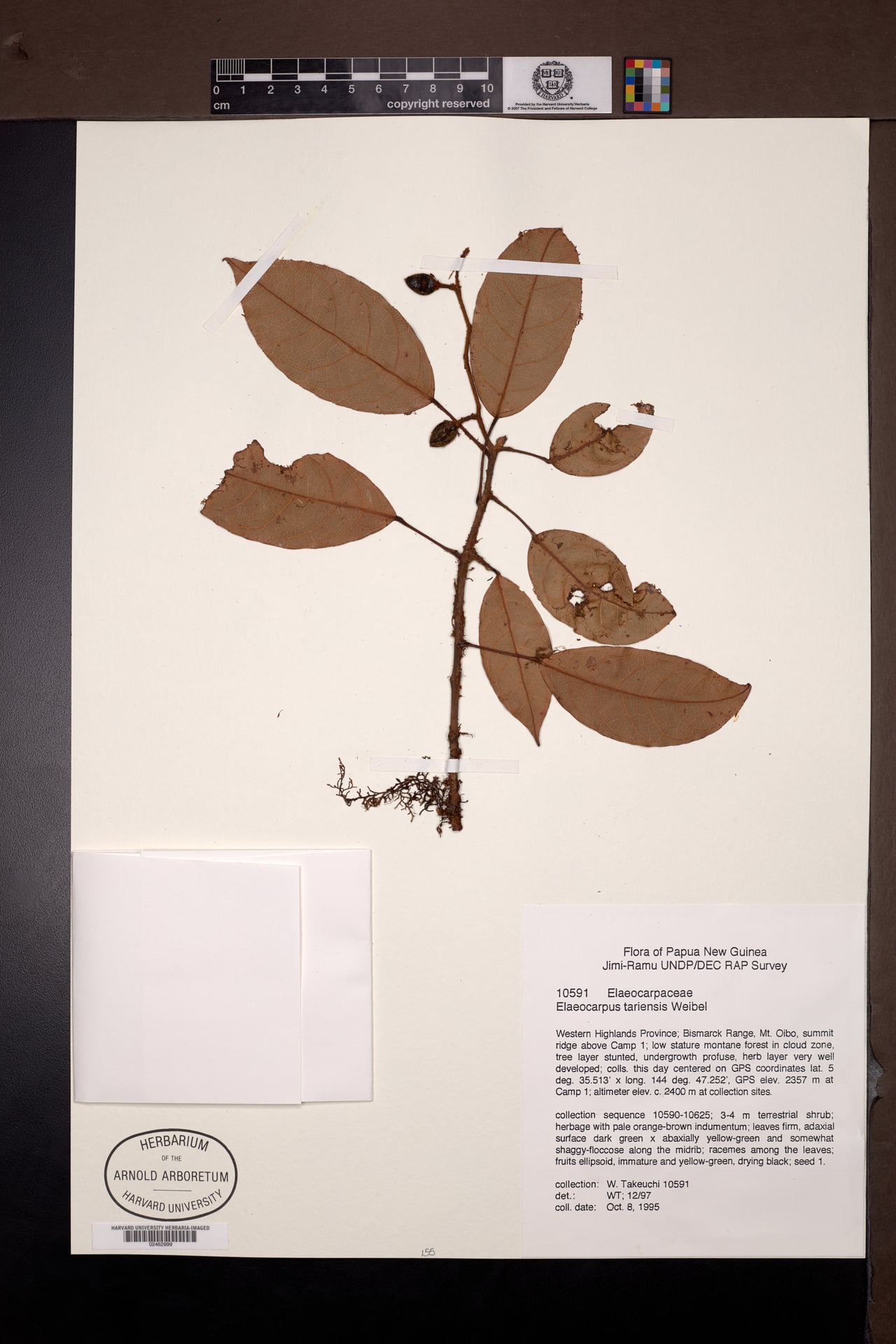 Elaeocarpus tariensis — photo