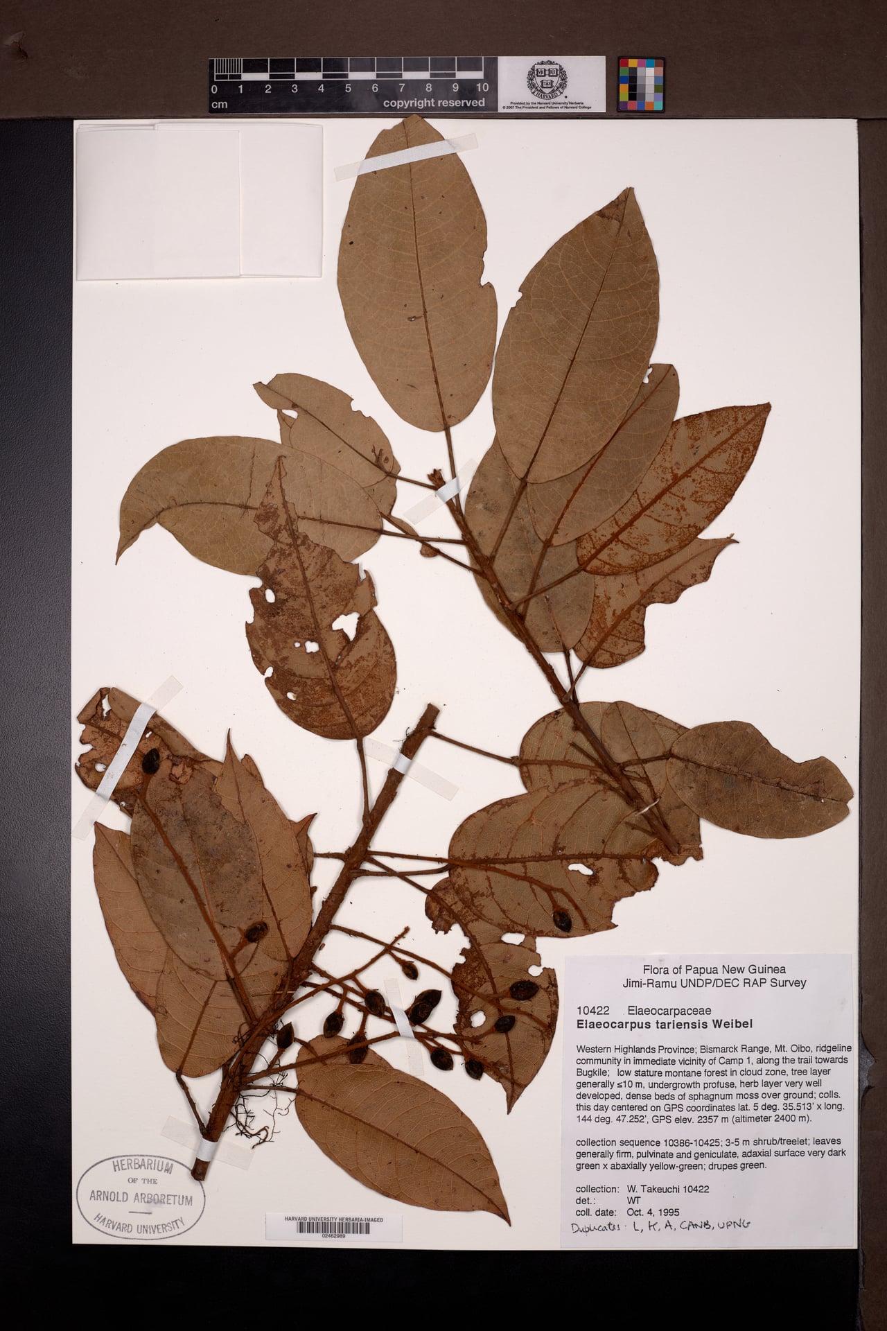 Elaeocarpus tariensis — photo