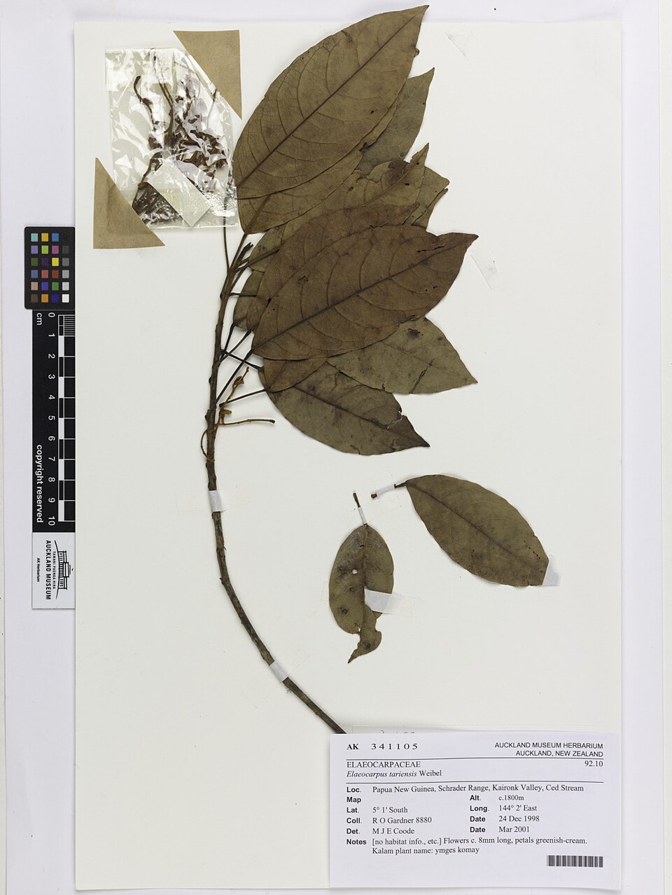 Elaeocarpus tariensis