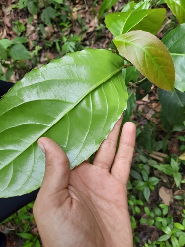 Elaeocarpus tectorius — photo