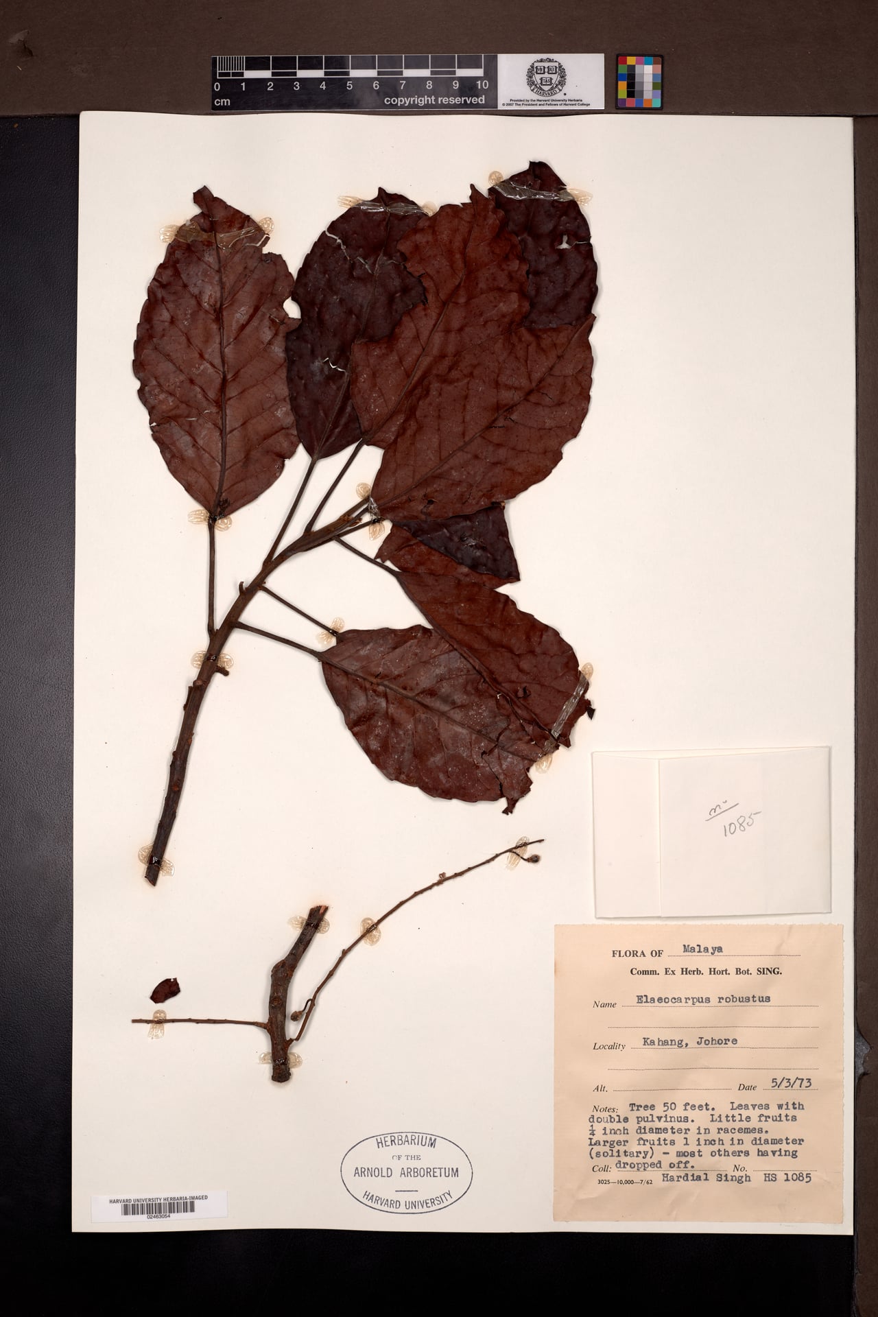 Elaeocarpus tectorius — photo