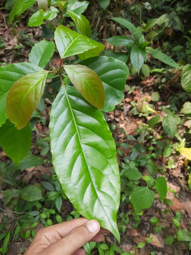 Elaeocarpus tectorius