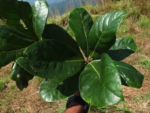 Elaeocarpus tuberculatus