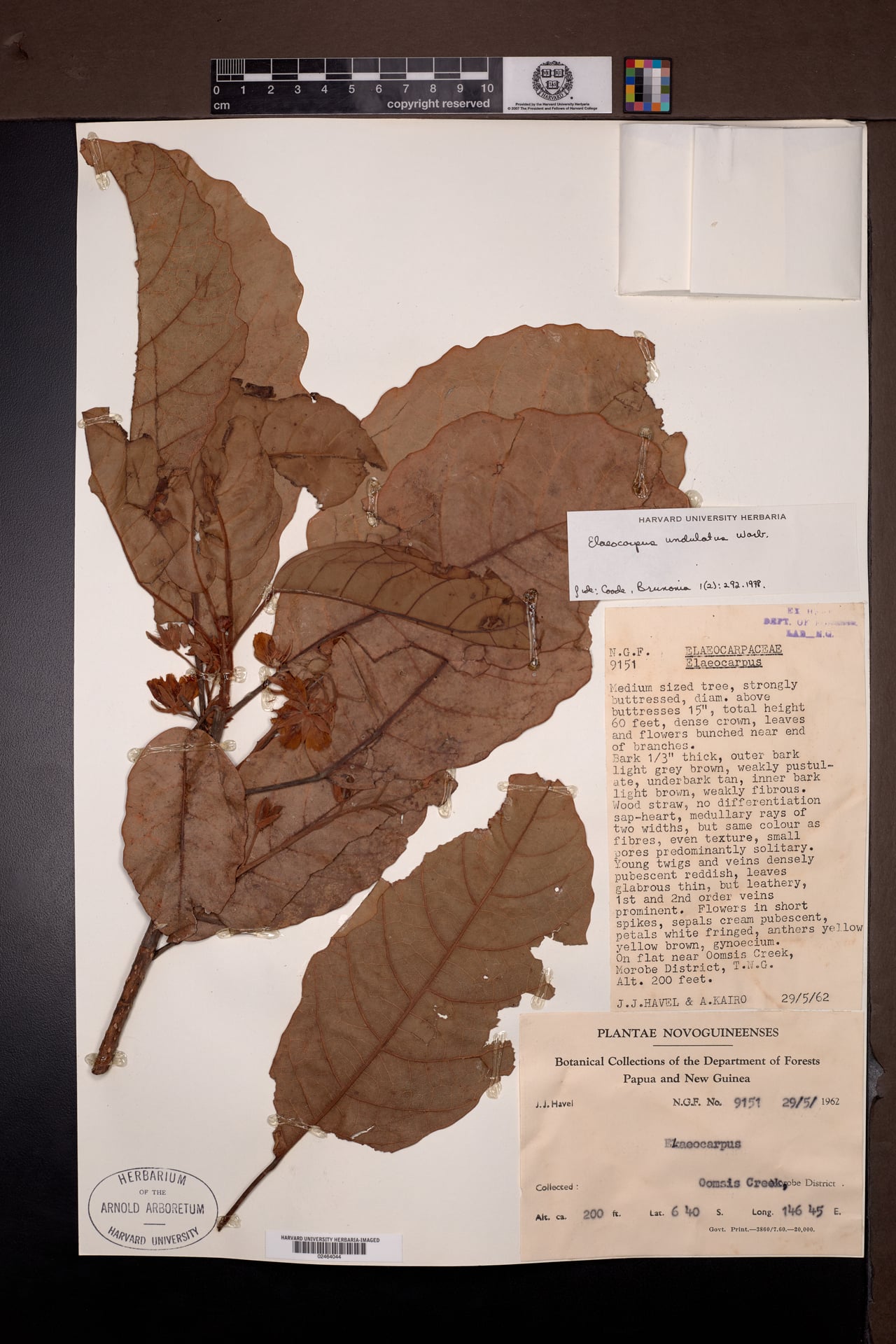 Elaeocarpus undulatus — photo