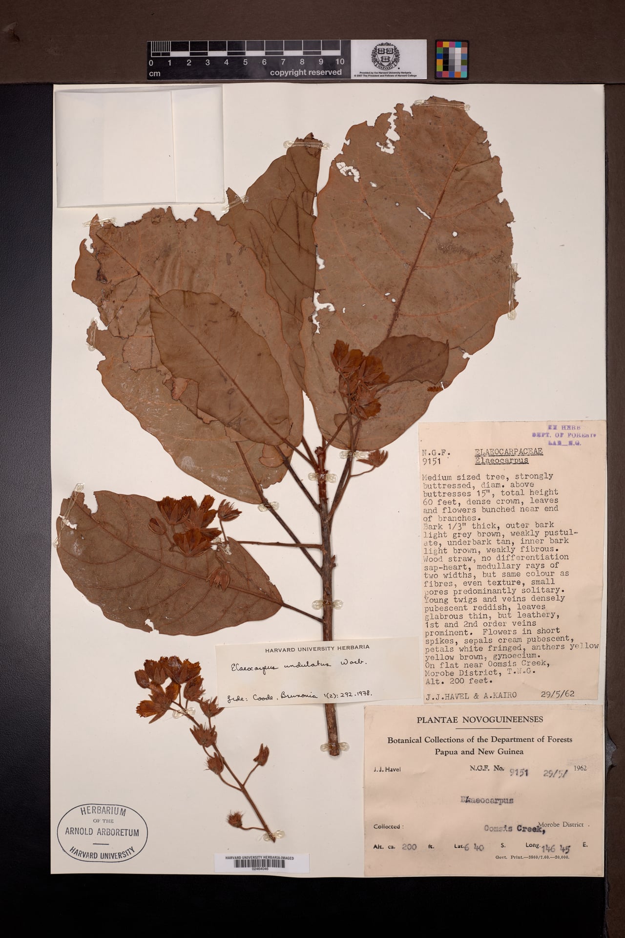 Elaeocarpus undulatus — photo