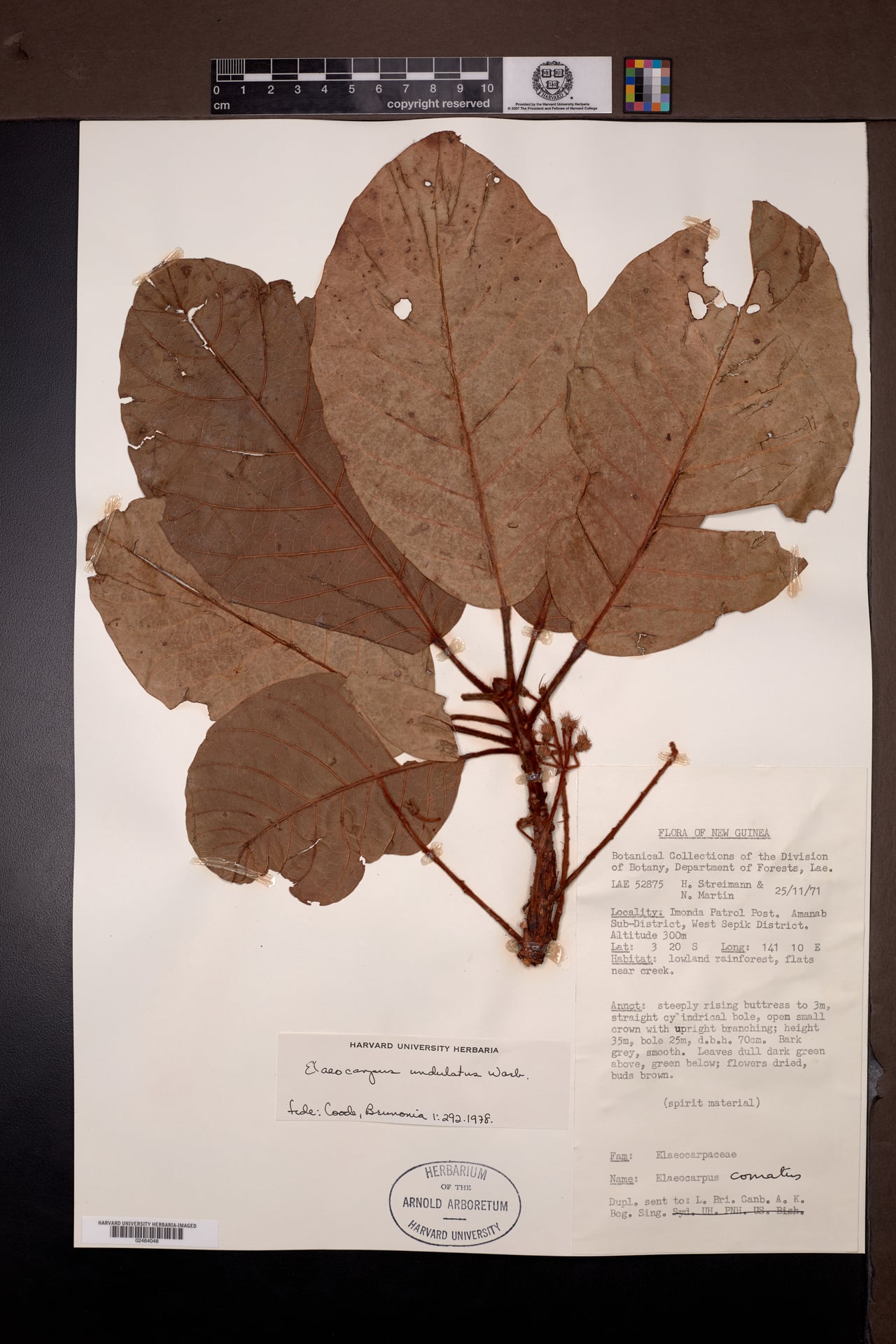 Elaeocarpus undulatus