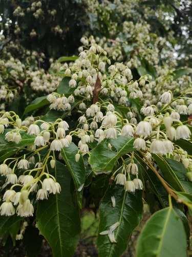 Elaeocarpus varunua