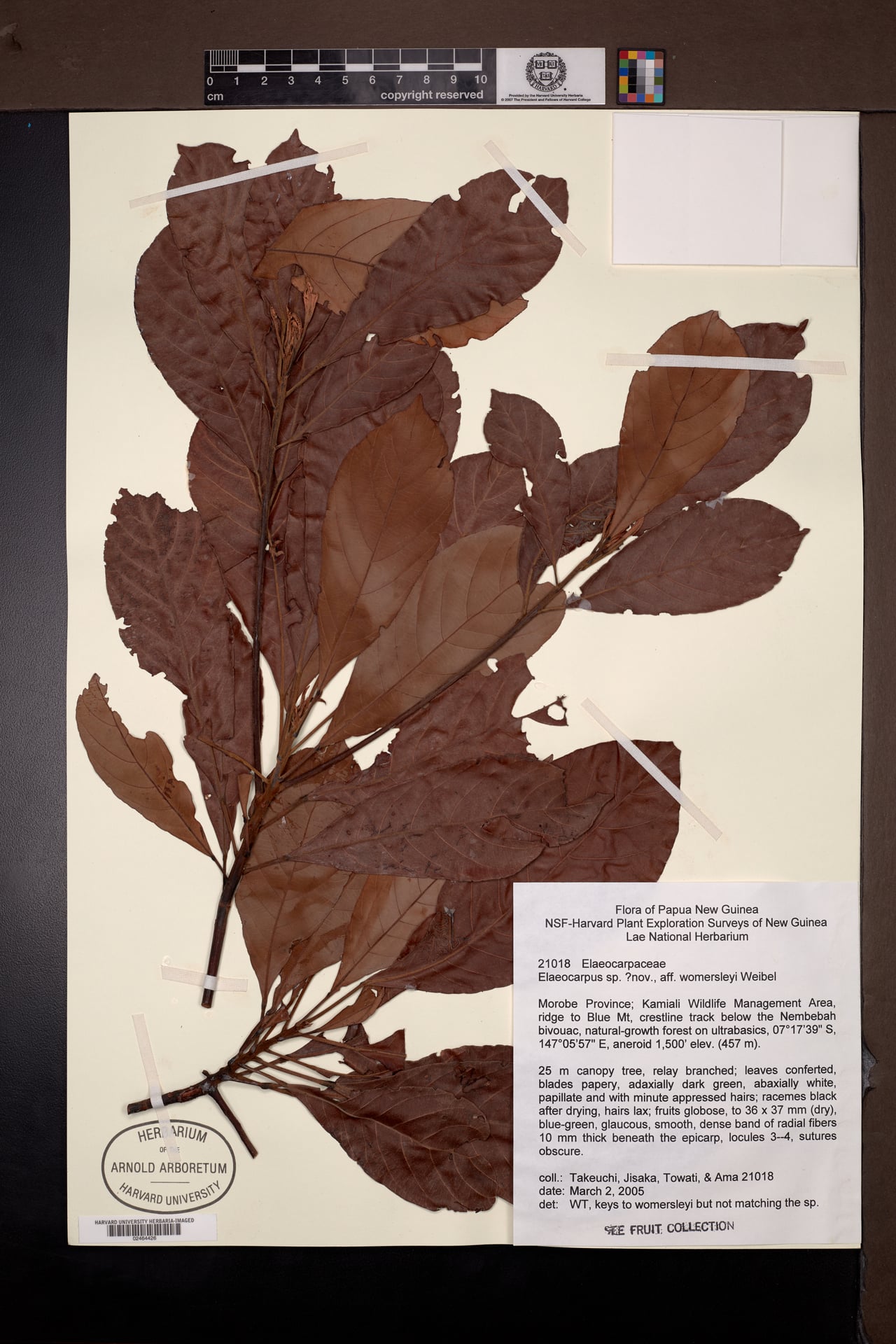 Elaeocarpus womersleyi — photo