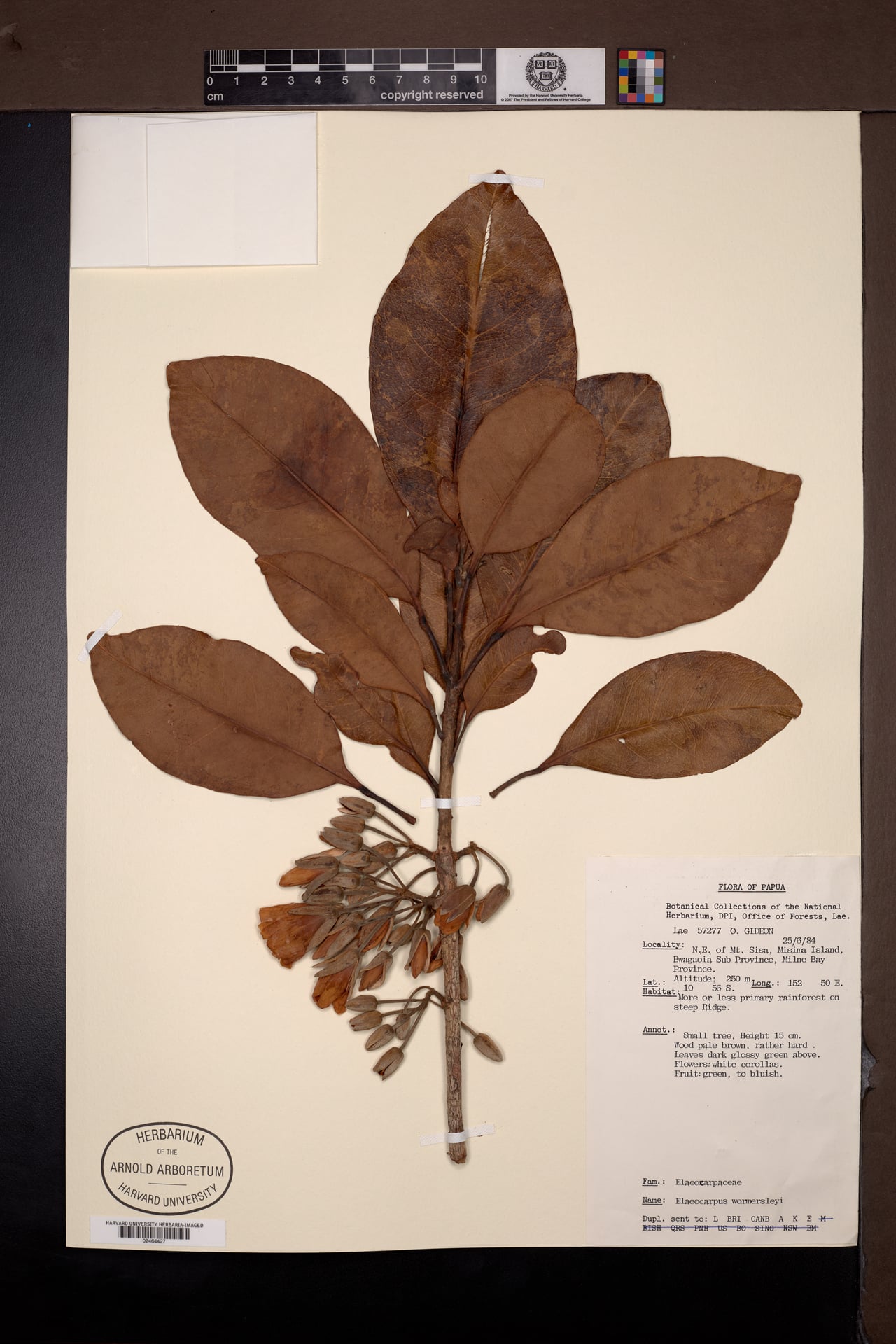 Elaeocarpus womersleyi — photo