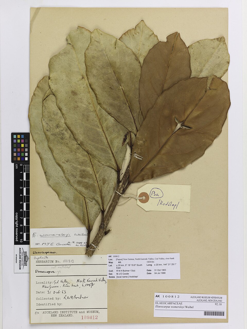 Elaeocarpus womersleyi