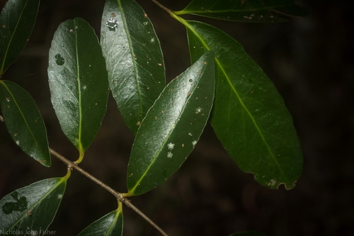 Elaeodendron australe (Red Olive-berry) — photo