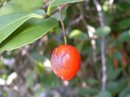 Elaeodendron australe