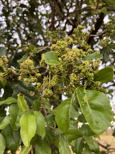 Elaeodendron buchananii