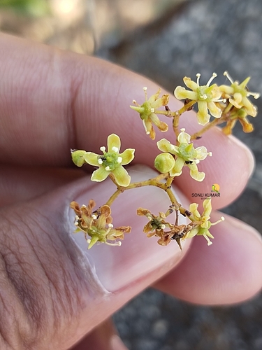 Elaeodendron glaucum (Ceylon tea) — photo